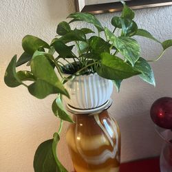 Trailing golden pothos In White Ceramic Pot 