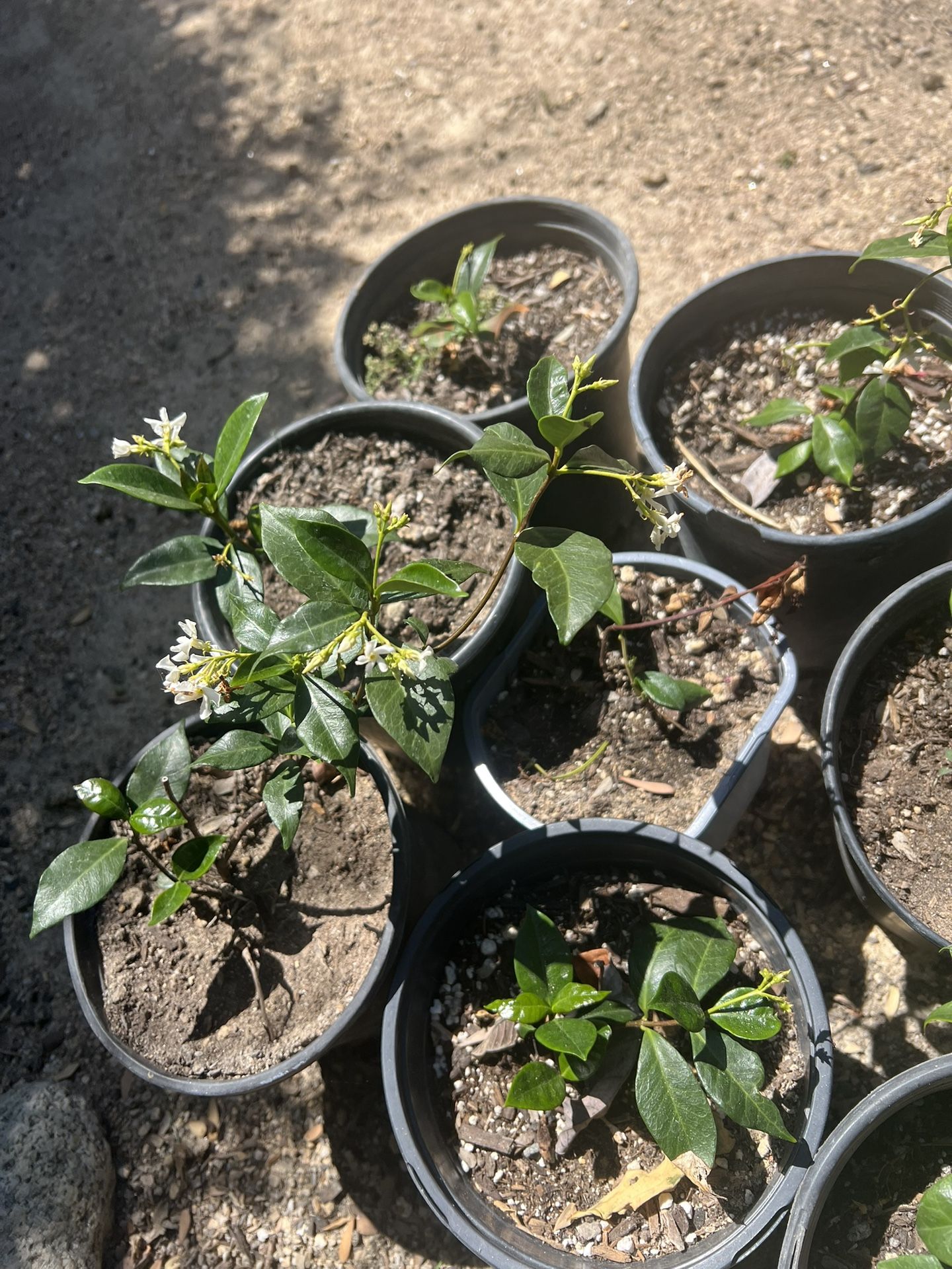 Plants For Sale