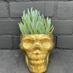 Succulents 