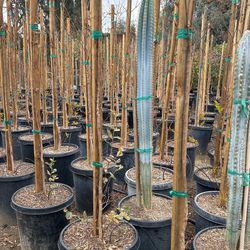 Cactus Varieties In 15 Gallon