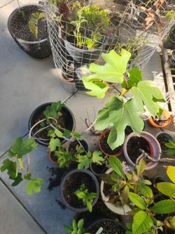 Kadota Fig Tree — 6+ Gallon | Ficus carica ‘Kadota’ — Sweet Green/Yellow Fruit