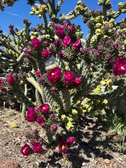 Cactus Cutting