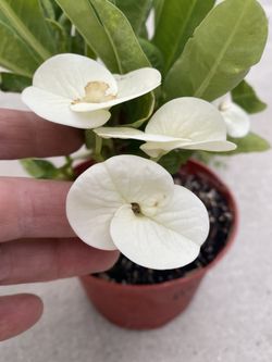 I Planta De Corona De Cristo Amazing White , Está Con Flor En Maceta De 6 Pulgadas Ya Tiene Muchos Esquejes Pick Up Only