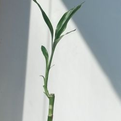 Lucky Bamboo Plant/ Indoor Plant/ House Plant Flower Patio Garden 