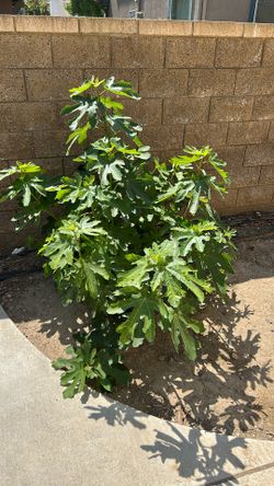 Free Fig Tree Branches 