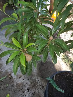 Sapodilla trees