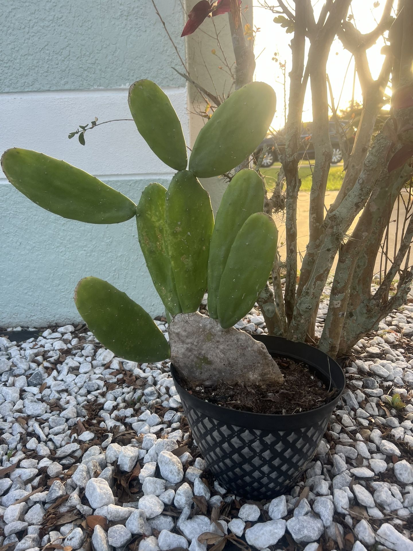 Large Cactus