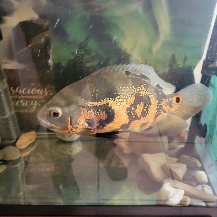 Oscar For Sale Or Exchange