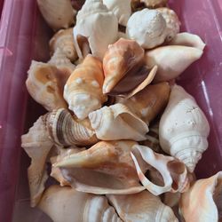 Seashells! So many seashells