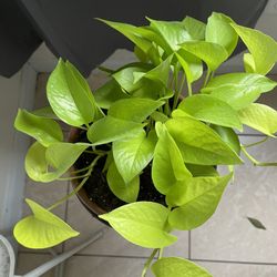 Neon Plant 