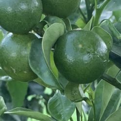5 Gallon Calamansi
