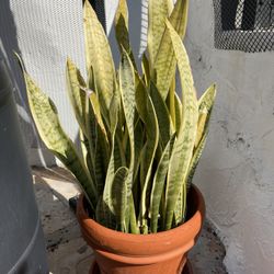 Potted Snake Plant Over 2 Ft