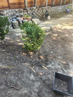 Japanese boxwood plants