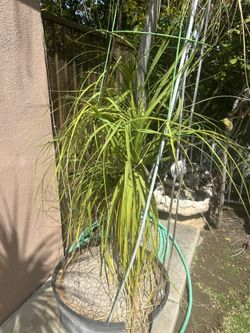 Ponytail Palm Tree
