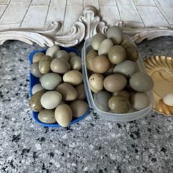 Button Quail Eggs 