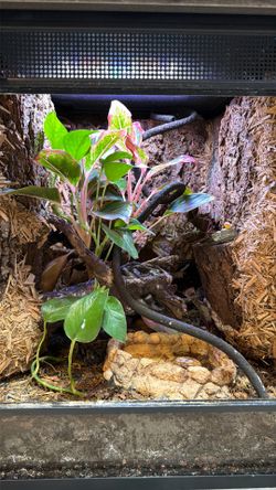 BioActive Reptile Tank