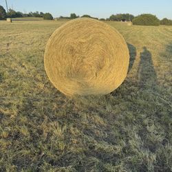 Hay 