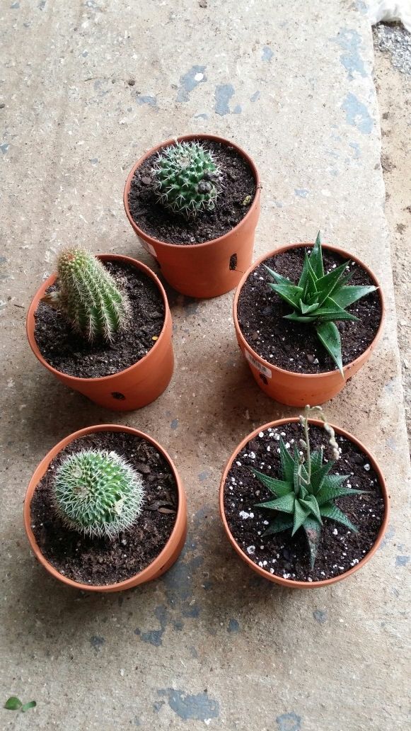 Succulents Cactus in a 6 by 5 inches Terra Cotta pot $7.00 each or 2 for $10 00. Cactus en maceta de barro a $7.00