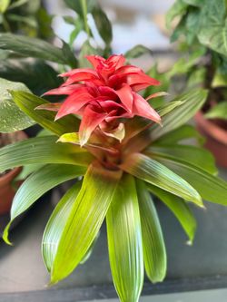 Large Red Bromeliad Live Plant