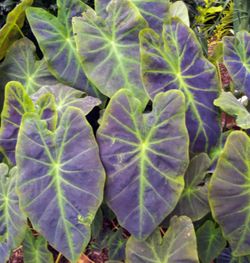 Dark Elephant  Ear Plants 