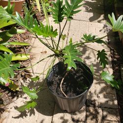 Philodendron Split Leaf
