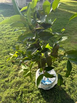 Waxed Jambu Tree - Wax apple, Java apple, bell fruit, water apple, and Semarang rose-apple