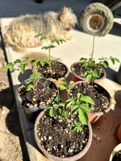 Moringa Trees