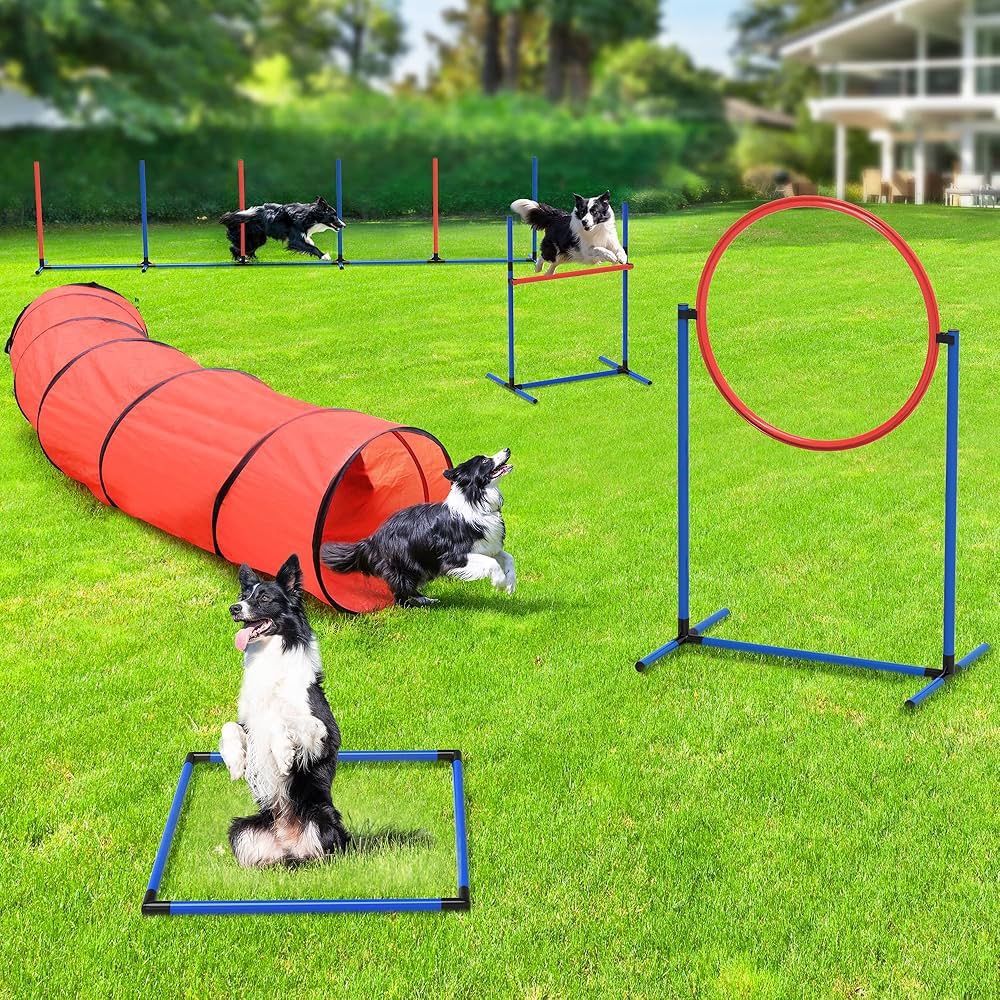 dog agility training equipment
