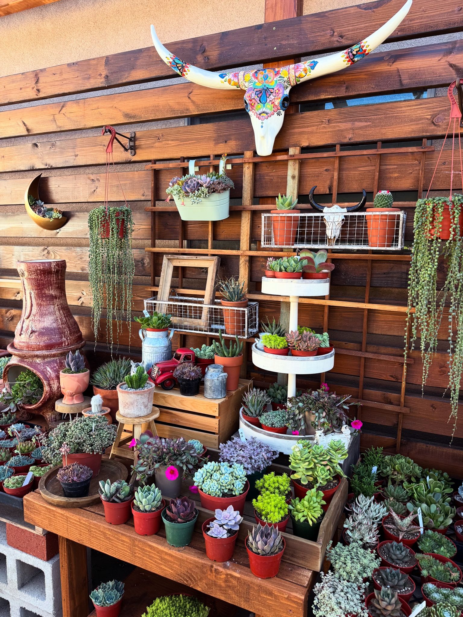 Hidden Succulent Shop in West Covina 🌵🪴☺️