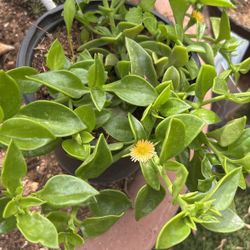 Yellow Apdenia Plant