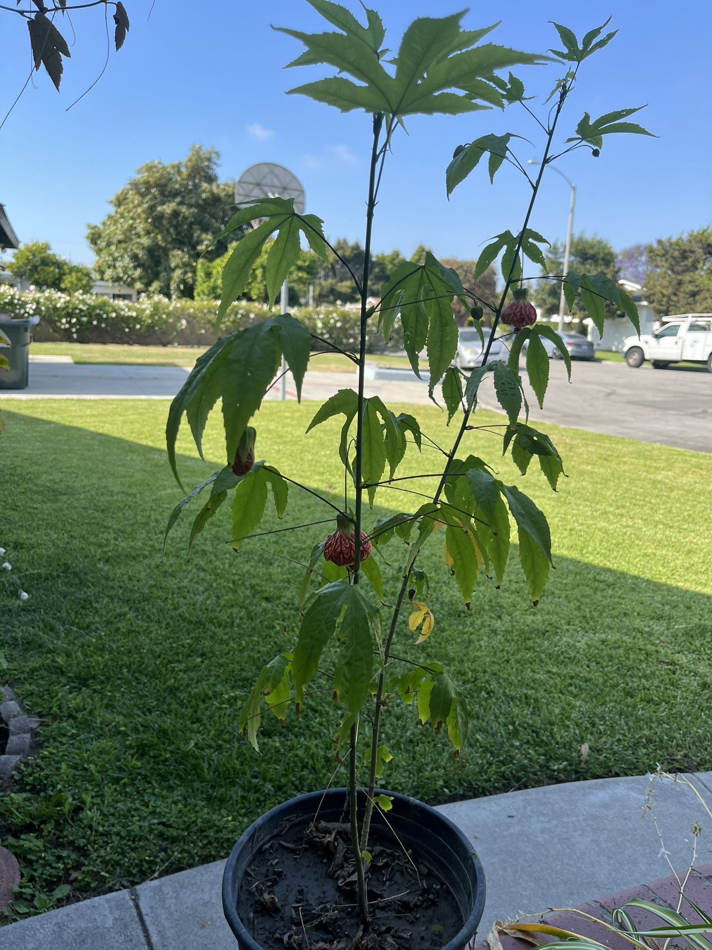 Chinese Lantern Plant