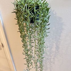 Houseplant Succulents String Of Hooks 5”