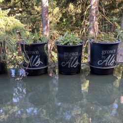 Beautiful Plants In Excellent Condition 