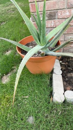 Large aloe vera plant