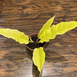 Golden Philodendron Plant 