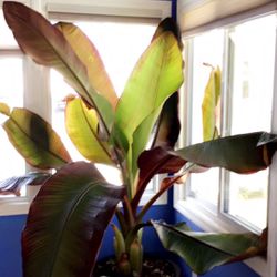 Tropical Banana Plant 🍌 