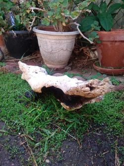 Natural Driftwood Tunnel For Aquariums Terrariums Decor Etc 