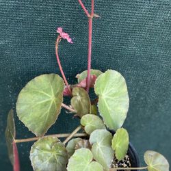 Begonia Beefsteak Blooming Plant, In 6 Inch Pot Pick Up Only