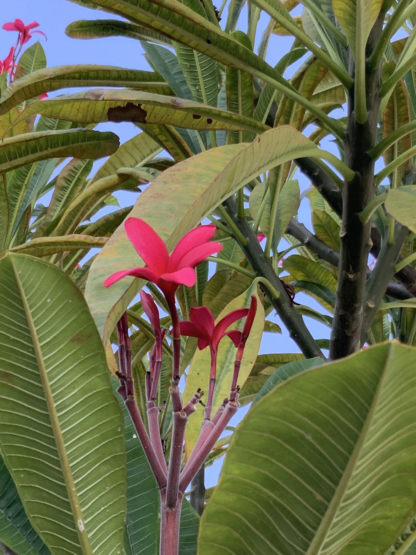 Red Plumeria Plants In Pots