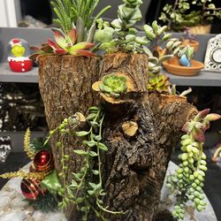 Diamond Succulent Designs