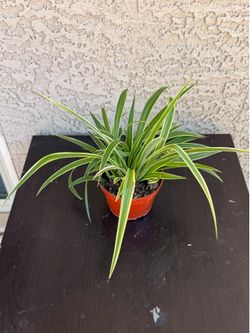 4” Reverse Variegated Spider Plant