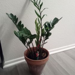 Zz Plant