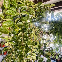 Hoya Krinkle 8 Plants