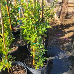 Indian Laurel