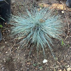 Blue Fescue 