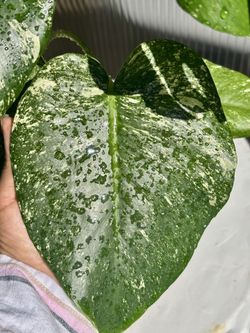Beautiful Monstera Mint