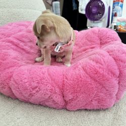 Pink Cat Bed