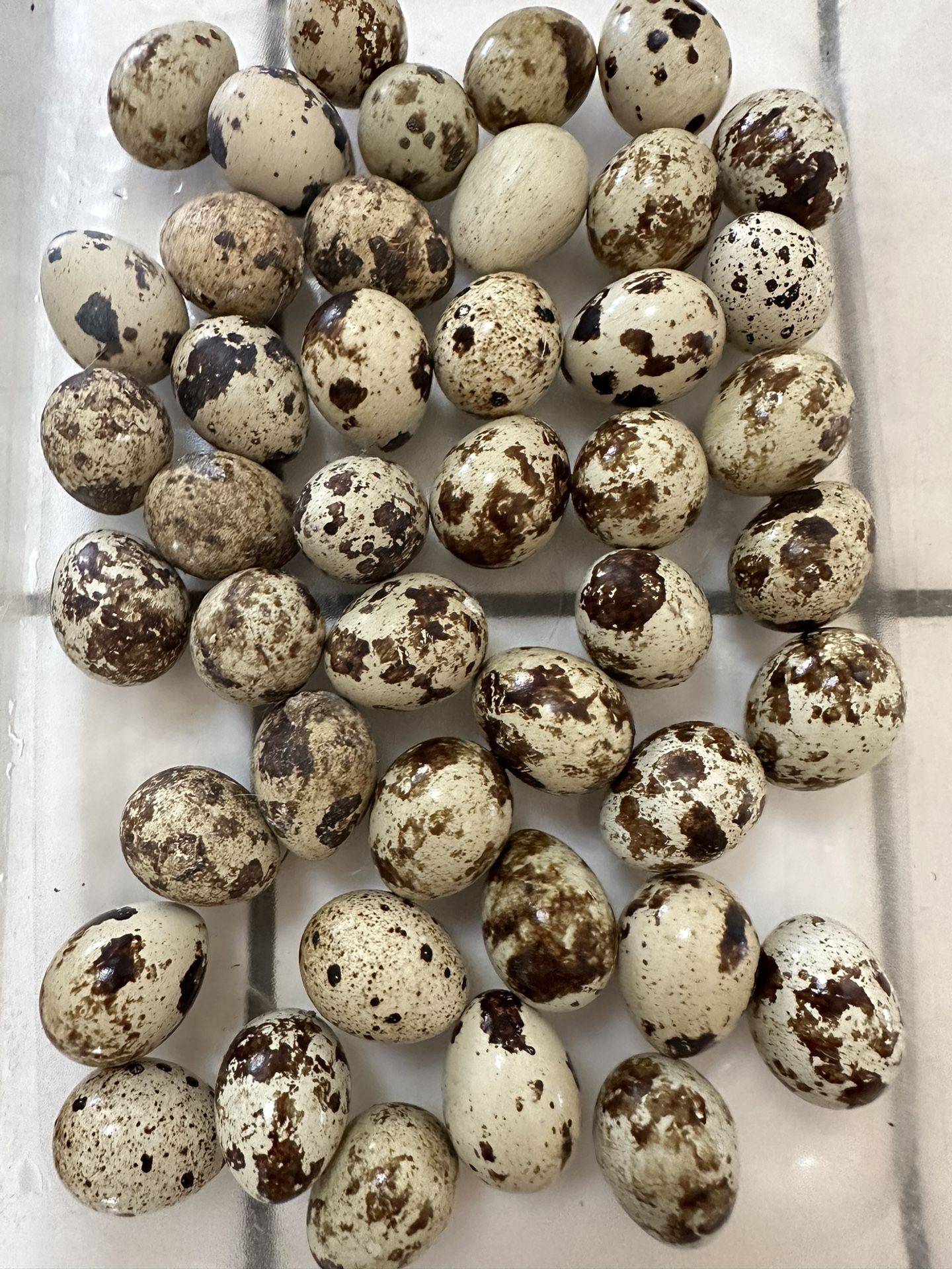 Fertile Quail Eggs