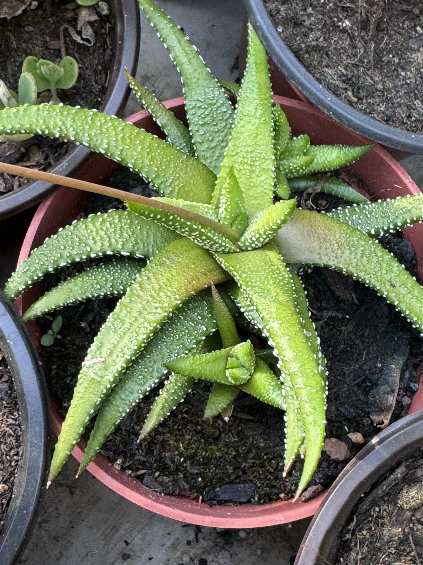 Cactus And Succulents 4”pot
