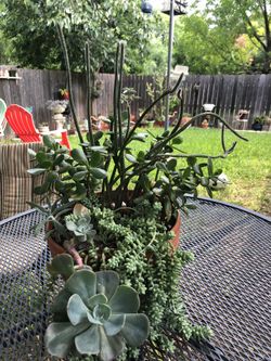 Beautiful healthy succulents(cactus blooms are purple)$70